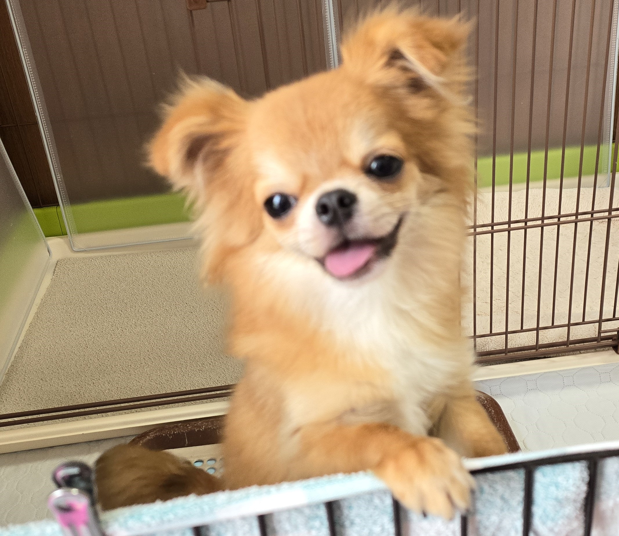 子犬情報