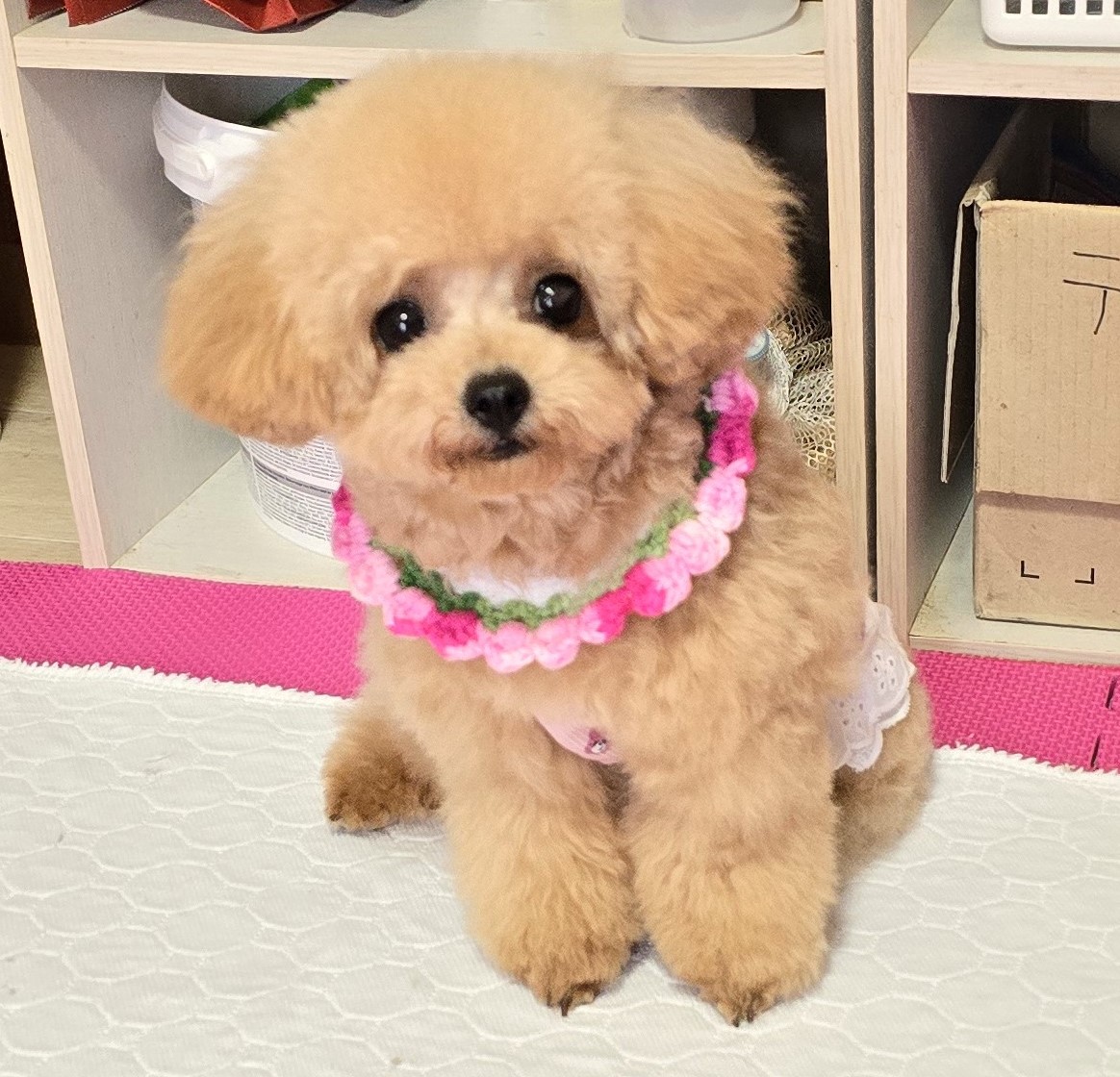 子犬情報