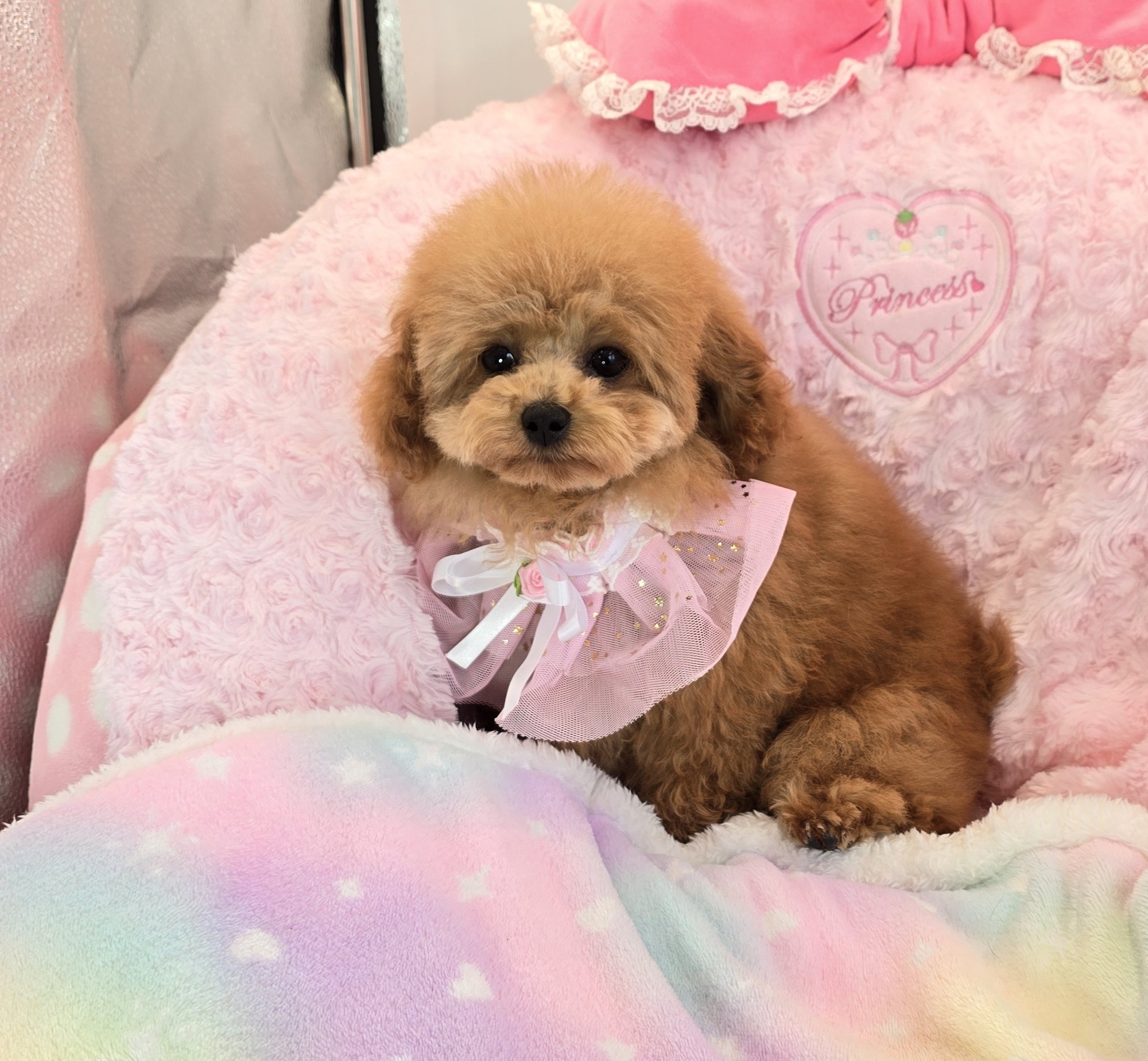 子犬情報