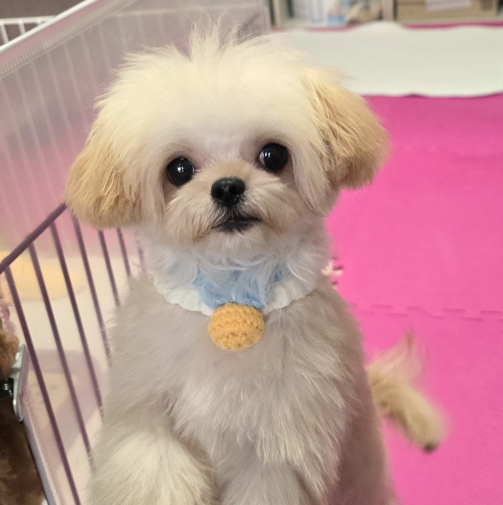 子犬情報