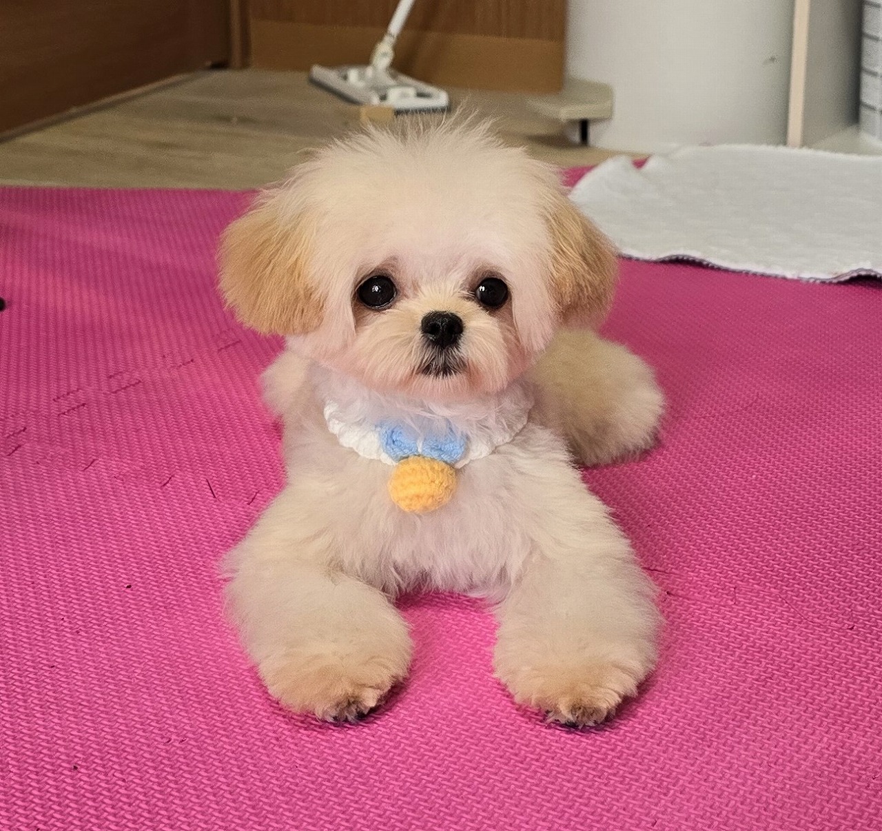 子犬情報