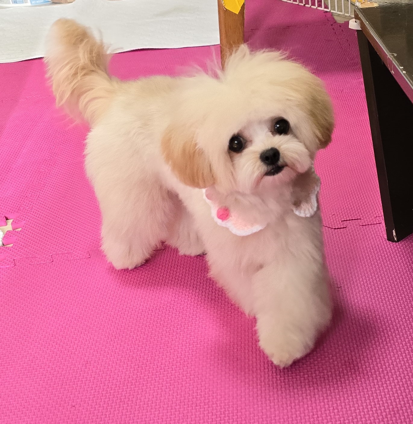 子犬情報