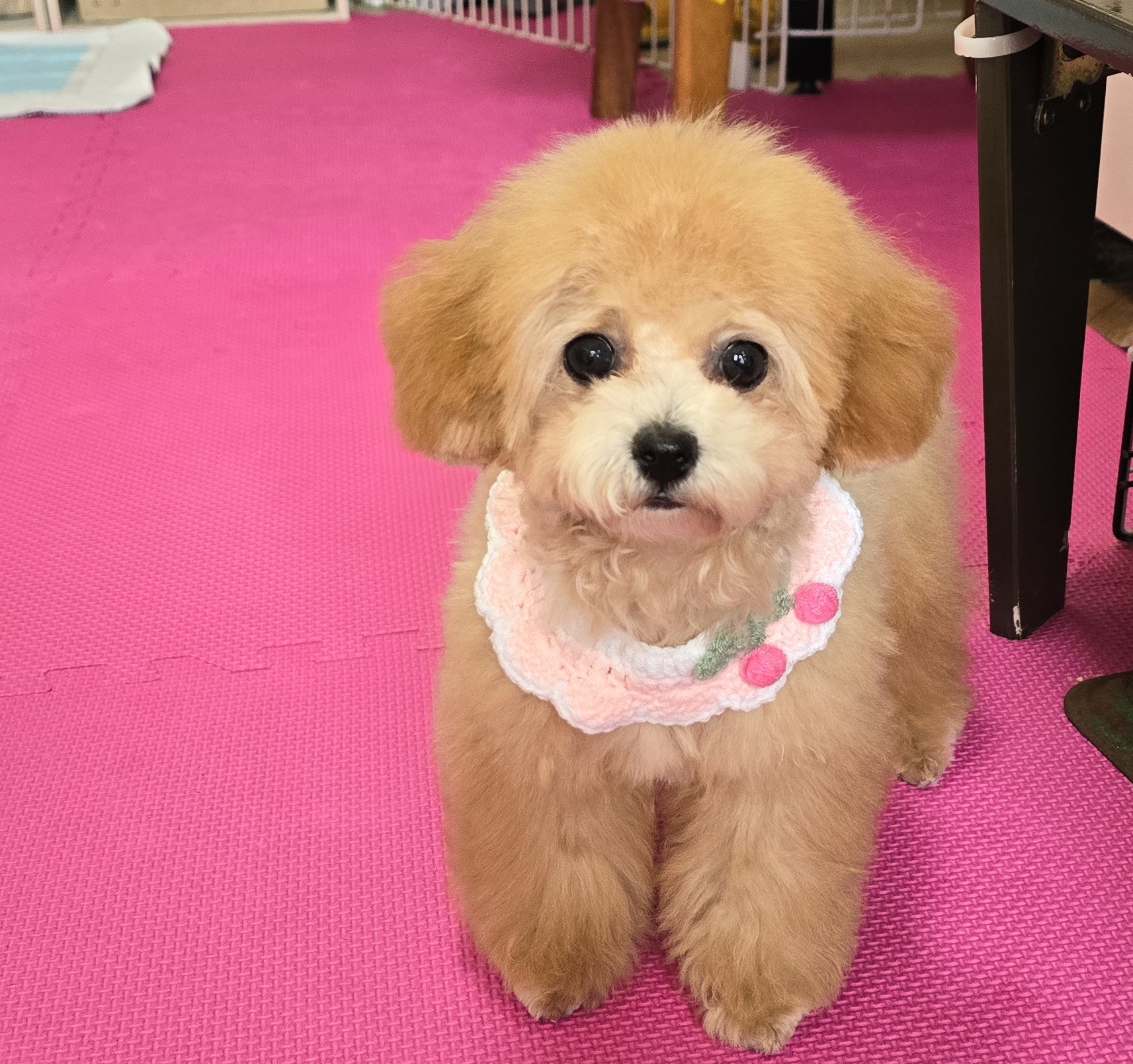 子犬情報