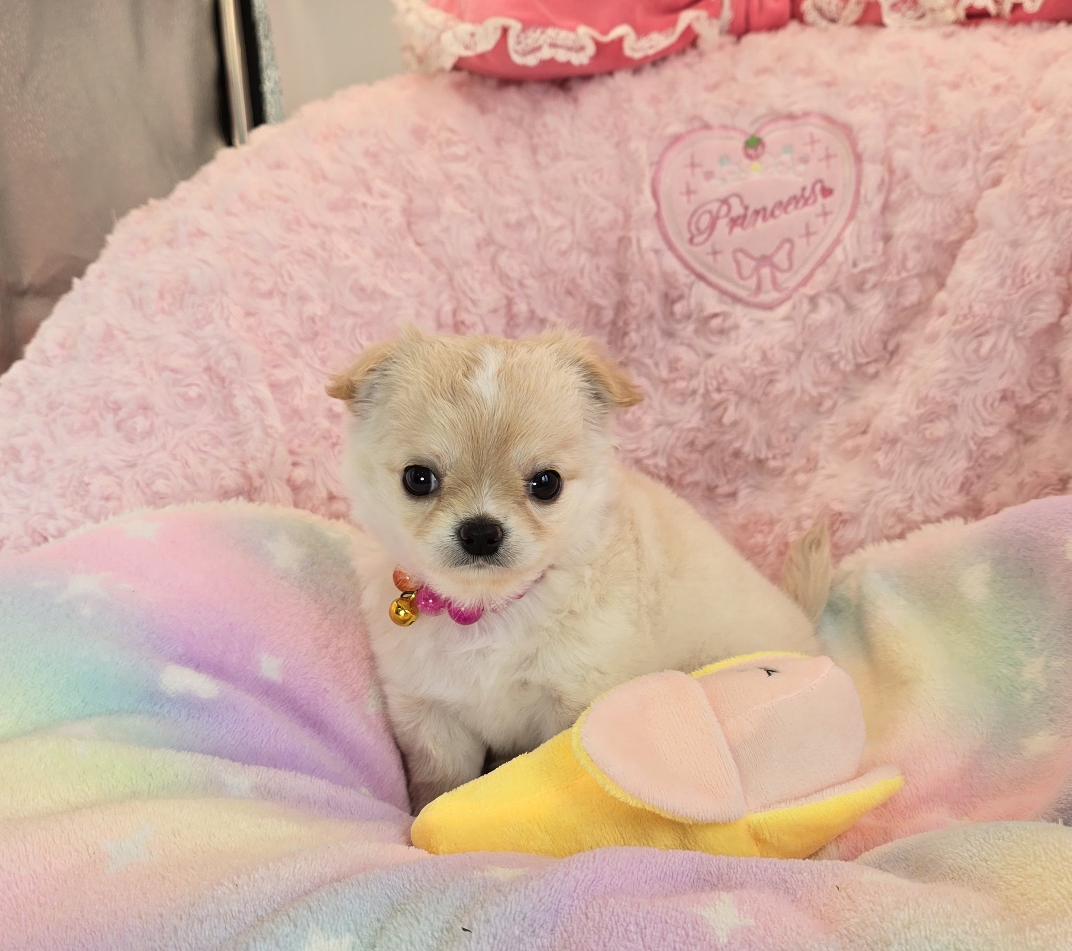 子犬情報