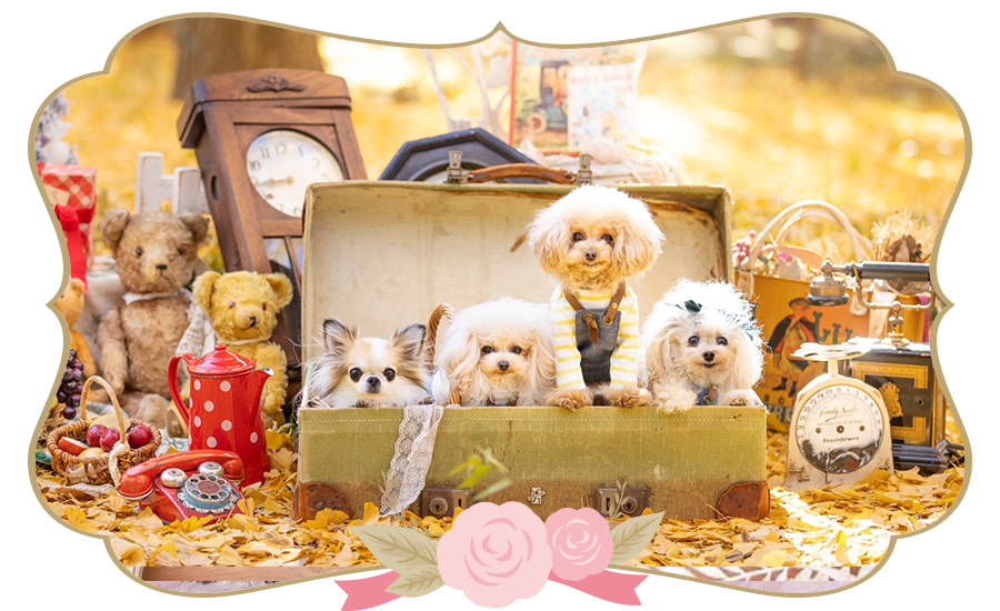 チワワ・トイプードル