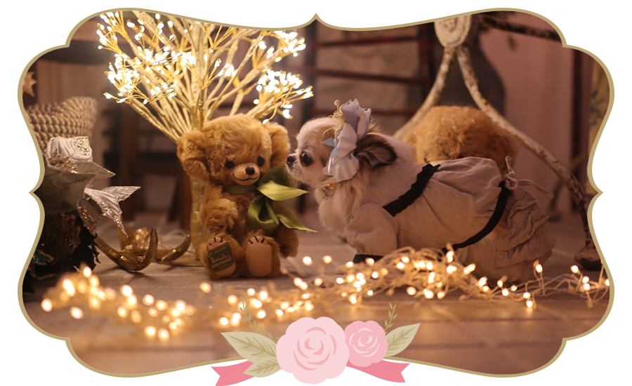 チワワ・トイプードル