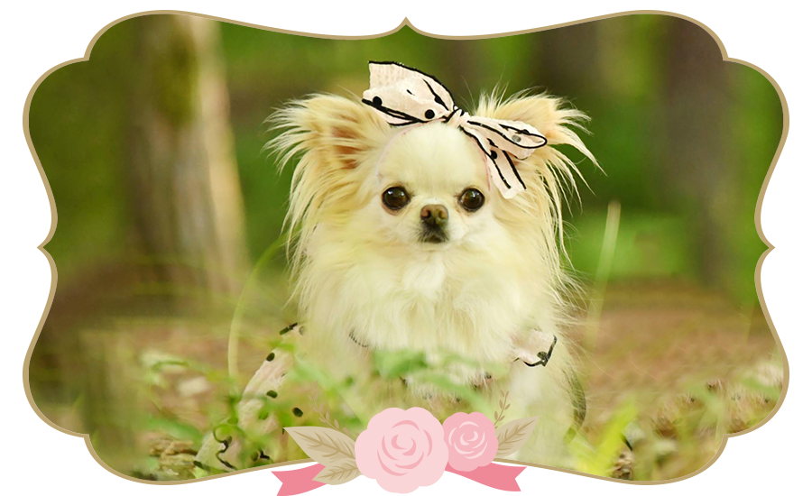 チワワ・トイプードル